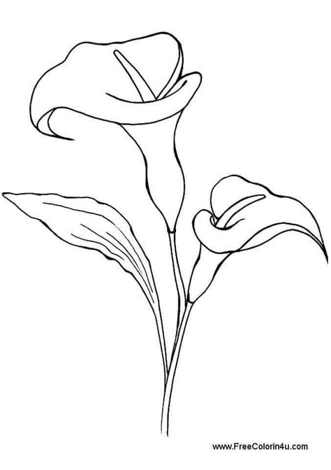 Lily Pictures, Lilies Drawing, Flower Line Drawings, Drawing Prompts, Lily Tattoo, 강아지 그림, Flower Sketches, Printable Coloring Book, Pola Sulam