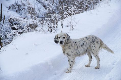 Dalmation Golden Retriever, Dalmatian Golden Retriever, Dalmatian And Golden Retriever, Golden Retriever Dalmation Cross, Dalmatian Mix Breeds, Golden Dalmatian, Dalmatian Retriever, Gentle Personality, Dalmatian Mix