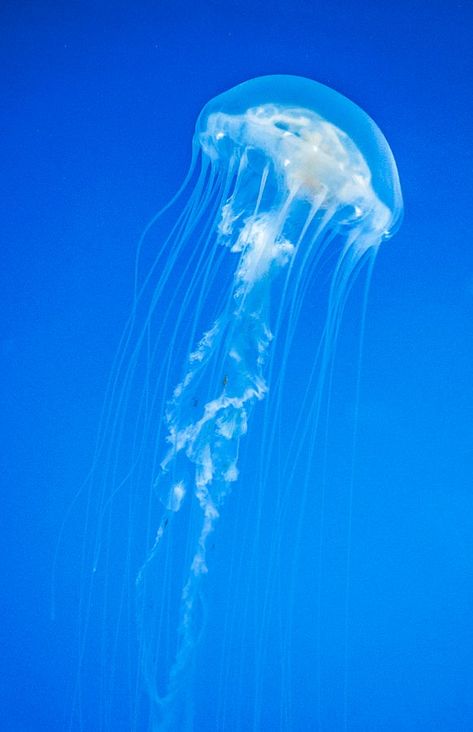 Sea Nettle Jellyfish, Blue Cannonball Jellyfish, Jellyfish Blue Aesthetic, Japanese Sea Nettle Jellyfish, Atlantic Sea Nettle, Atlantic Sea Nettle Jellyfish, Dark Blue Jellyfish, Black Sea, Jellyfish