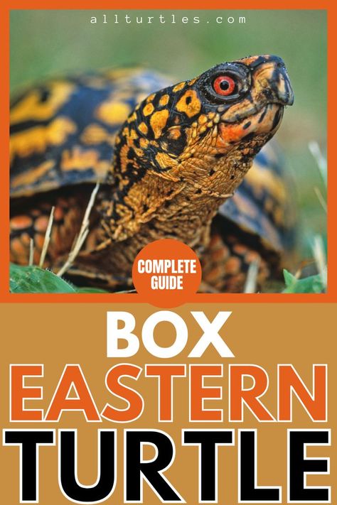 Check the complete guide on eastern box turtle species. Eastern box turtles can roam up to 50 meters a day in search of food. They are omnivores will eat fish and invertebrates as well as plants. Learn more about their scientific name, family, adult size, lifespan, habitat, diet etc. Box Turtle Diet, Box Turtle Habitat, Turtle Species, Box Turtles, Eastern Box Turtle, Land Turtles, Turtle Habitat, Turtle Pond, Aquatic Turtles