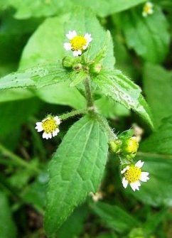 Herbs & Plants. Acalypha indica. A useful source of medicine. - News & views from emerging countries African Herbs, Herbs Image, Ayurvedic Plants, Medicinal Herbs Remedies, Medicinal Weeds, Medical Herbs, Medicinal Herbs Garden, Herbal Plants, Plant Benefits