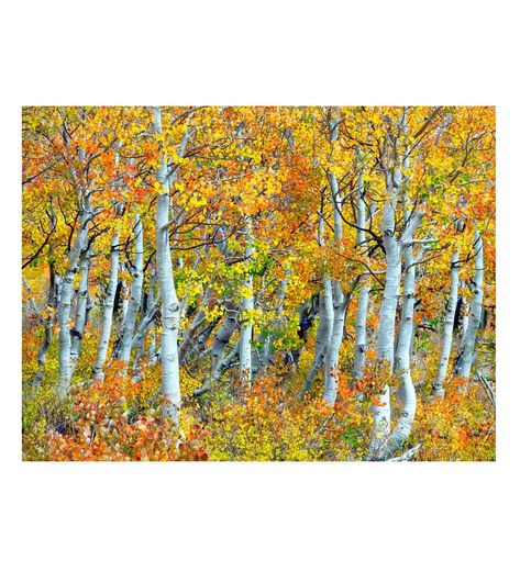 Transport yourself into nature with this stunning and vivid Fall Aspen Trees on Canvas Indoor/Outdoor Wall Art. This stunning photograph captures the bright, beautiful, warm colors of fall contrasting with the white trunks of aspen trees. Printed on canvas using Giclee printing technology, each piece is waterproof, UV-protected and gallery wrapped on vinyl stretcher bars, making it safe for the outdoors and keeping it protected from the elements. Mounting hardware includes hooks, mount Outdoor Wall Art Paintings, Aspen Trees Painting, Outdoor Gallery, Birch Trees Landscaping, Outdoor Canvas Art, Trees Painting, Black Forest Decor, Outdoor Canvas, Aspen Trees