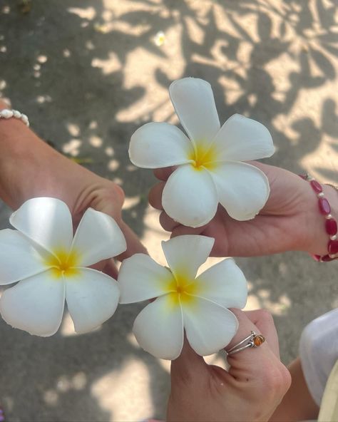 Koh samui islands flowers Koh Samui Aesthetic, Southeast Asia Aesthetic, Vacation Crush, Thailand Flowers, Thailand Koh Samui, Travelling Asia, Koh Samui Thailand, Summer Story, Ha Long Bay