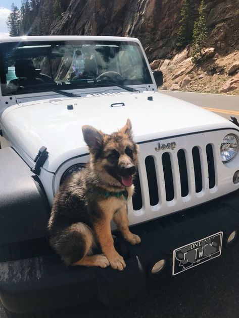 Loyal Dog Breeds, Jeep Dogs, White Jeep, Vintage Jeep, Loyal Dogs, Jeep Lover, Samsung Galaxy S, Galaxy S3, Jeep Life