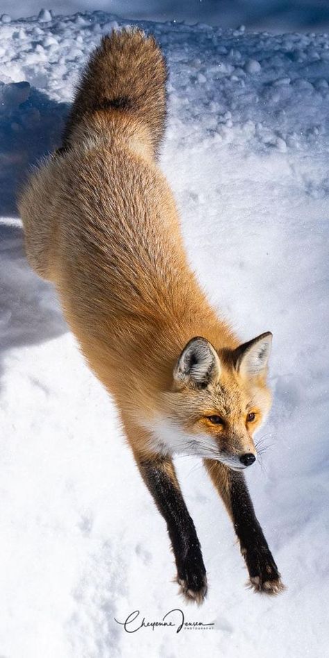 Fox Lovers 🦊 | Please don't move around without giving him some love | Facebook Fox From Behind, Fox Looking Down, Fox Front View, Fox Jumping, Fox Walking, Fox Aesthetic, Jumping Fox, Fox Running, Fox Stuffed Animal