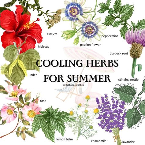 One of my favorite things that I learned in herb school was a topic called “herbal energetics”. At first, I thought herbal energetics was about plant spirit medicine, but it actually describes how different herbs affect your body, like whether they make you feel warmer or cooler, or more hydrated or drier. These particular herbs help to cool you down in various ways. So, what can you do with this information? Head to the Mountain Rose Herbs website and look up 2 or 3 of these cooling her... Herbs For Hydration, Herbal Energetics, Cooling Herbs, Holistic Esthetician, Herbal Kitchen, Emily Davis, Plant Spirit, Mountain Rose Herbs, Mountain Rose