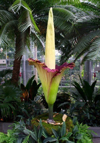 The Titan Arum plant (Amorphophallus titanum), also known as the corpse flower or stinky plant, is seen in full bloom at the United States Botanic Garden Conservatory in Washington on July 22, 2013. Amorphophallus Titanum, Titan Arum, United States Botanic Garden, Corpse Flower, Weird Plants, Unusual Plants, Unusual Flowers, Rare Flowers, Pretty Plants