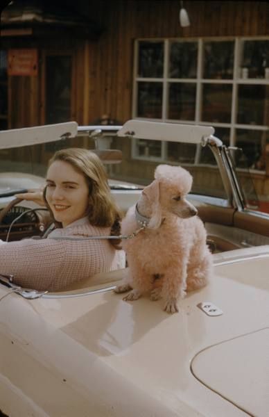 Pink Poodle on a T-Bird Nina Leen, Roger Wilkerson, Pink Poodle, Scottsdale Arizona, Pink Sweater, Convertible, Arizona, A Woman, Pink