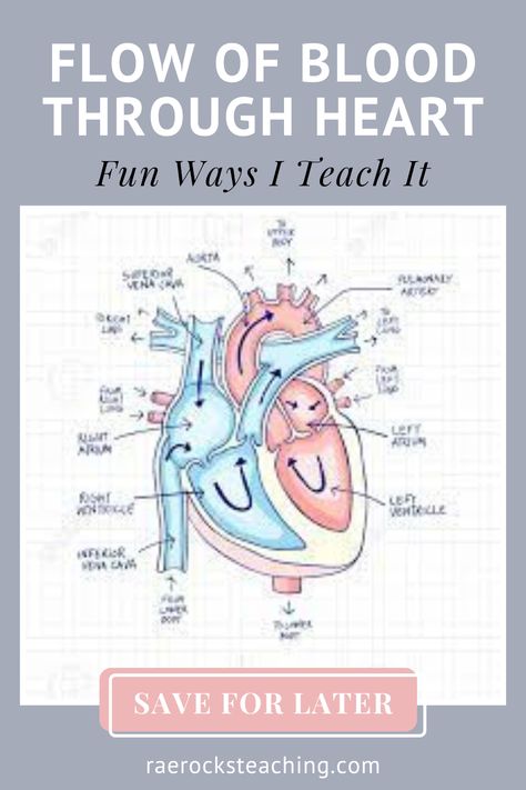 Electrophysiology Of The Heart, Heart Blood Flow Diagram, The Heart Anatomy, Pulmonary Circulation, High School Activities Ideas, Blood Flow Through The Heart, Heart Circulatory System, Heart Blood Flow, Circulatory System Activities