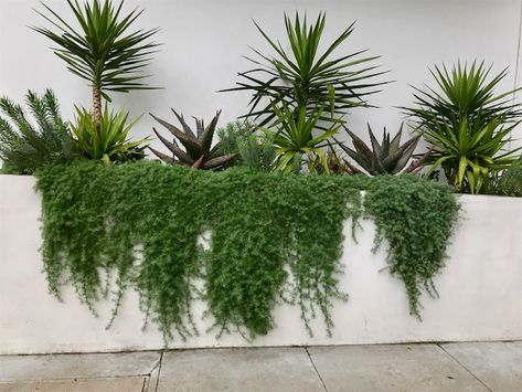 7 Good Trailing Plants for Walls Exterior Plant Wall, Planted Retaining Wall, Retaining Wall Succulent Garden, Plants Hanging Over Retaining Wall, Trailing Succulents Outdoor, Crawling Plants Outdoor, House Plants Wall, Living Plant Wall Outdoor, Trailing Rosemary Retaining Walls