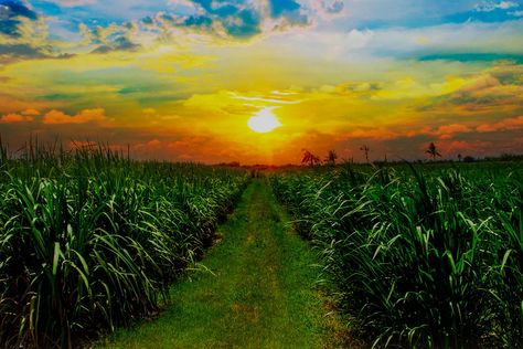 Sugarcane Farm, Sugar Cane Farm, Sugar Beet, Sugar Cane, Natural Sweeteners, Hd Images, Agriculture, Country Roads, History