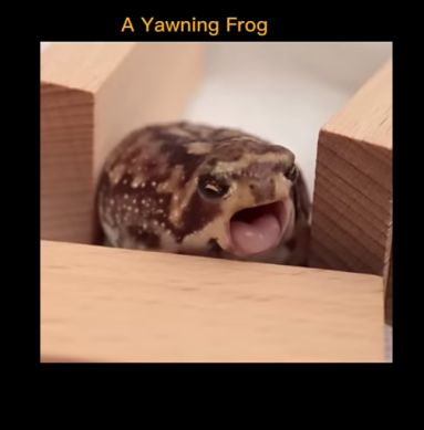 Frogs Yawning, Frog Village, Rain Frogs, Desert Rain Frog, Rain Frog, Desert Rain, Baby Pets, Funny Frogs, Little Creatures