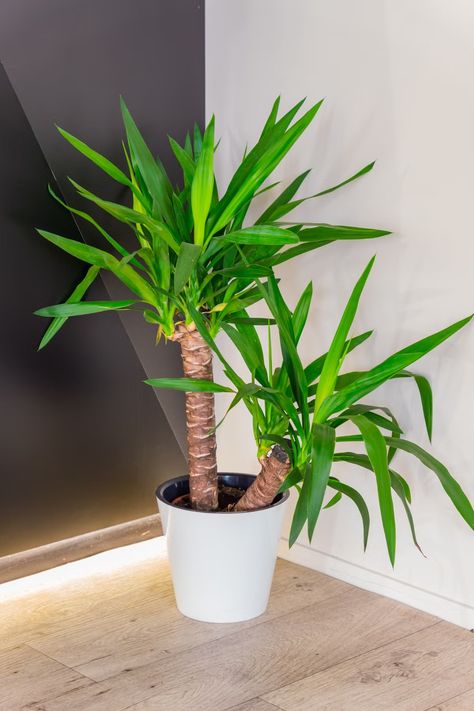 dracaena care Dracaena Care, Dracaena Plant Care, Dracaena Fragrans, Dracaena Plant, Lucky Bamboo, Beauty Advice, Pet Holiday, Home Health, Tropical Plants