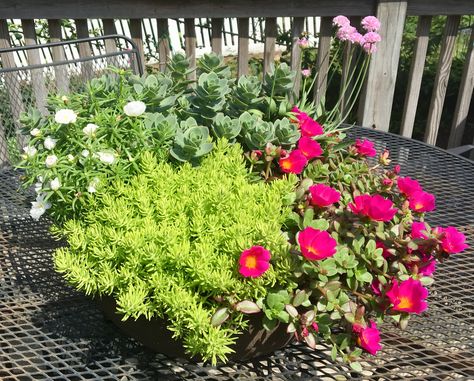 Lemon Coral Sedum In Containers, Lemon Coral Sedum, Container Ideas, Summer Table, Planter Table, Summer Tables, Container Flowers, Fairy Houses, Container Gardening