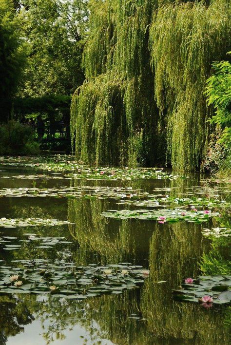 Claude Monet House, Snowshoe Hare, Monet Garden, Giverny France, Willow Trees, Fairy Aesthetic, Pretty Landscapes, Lily Pond, Spring Aesthetic