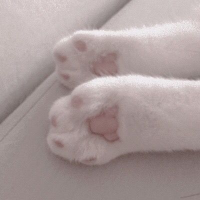 #aesthetic #cats #paws #pink #fluffy Diy Chat, Cat Aesthetic, Cat Paws, Soft Grunge, White Aesthetic, Video Chat, Pastel Aesthetic, 귀여운 동물, Softies