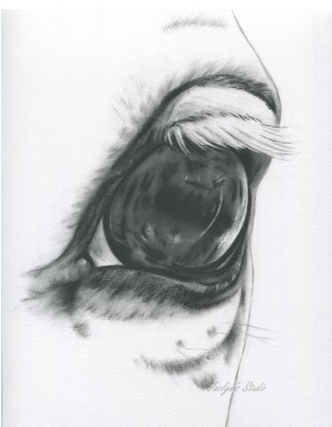 Charcoal Eye, Equine Artwork, Horse Art Drawing, Realistic Eye Drawing, Painted Horses, Horse Sketch, Drawing Charcoal, Horse Eye, Drawing Eyes