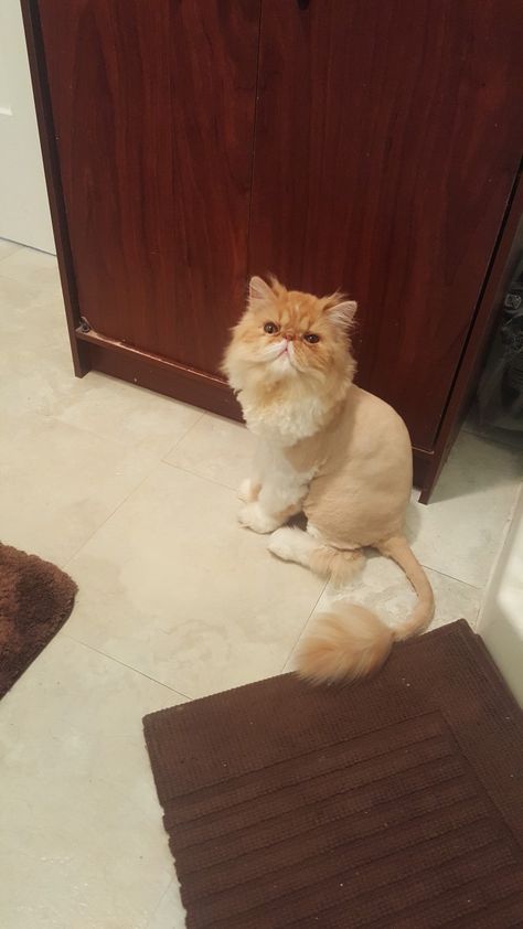 Cat Haircut Ideas, Cat Lion Haircut, Lion Cut Cat, Lion Haircut, Haircut Ideas Women, Cat Haircuts, Cat Lion Cut, Persian Cat Haircut, Yoda Cat