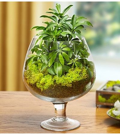 Brandy Glass Garden Frosted Glass Design, Brandy Glass, Plant Delivery, Growing Succulents, Glass Planter, Miniature Plants, Self Watering Planter, Glass Terrarium, Faux Succulents