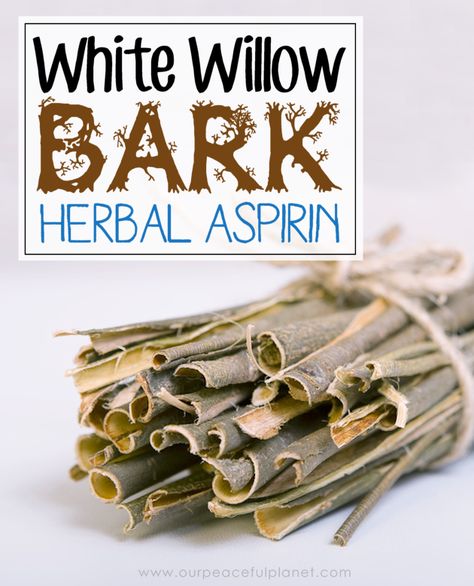 An effective and safe aspirin replacer, white willow bark can be used to treat a variety of pain and inflammation problems without harmful side effects. Willow Bark Tincture, Health Definition, Garlic Health, White Willow Bark, Turmeric Health, Medical Herbs, Snacks Healthy, Natural Kitchen, White Willow