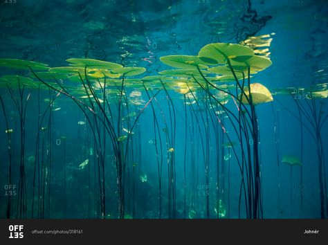 Water lilies from below stock photo - OFFSET Underwater Plants, Plant Installation, Sea Plants, Water Images, Lily Painting, Underwater Art, Flower Installation, Architecture Tattoo, Vintage Mermaid