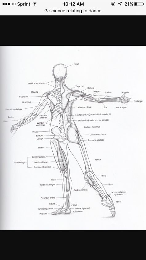 A quick anatomy guide, in this case in the form of a tondu. Ballet Terms, Dance Hip Hop, Ballet Body, Ballet Positions, Ballet Lessons, Teach Dance, Ballet Technique, Ballet Teacher, Dance Technique