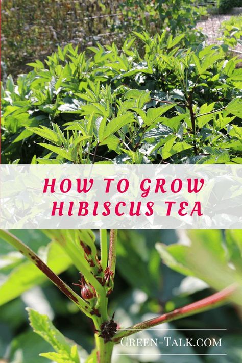 How to Grow Hibiscus Tea                                                                                                                                                                                 More Hibiscus Flower Tea, Hibiscus Bush, Growing Hibiscus, Hibiscus Garden, Hibiscus Tree, Types Of Christmas Trees, Hibiscus Plant, Garden Vines, Peonies Garden