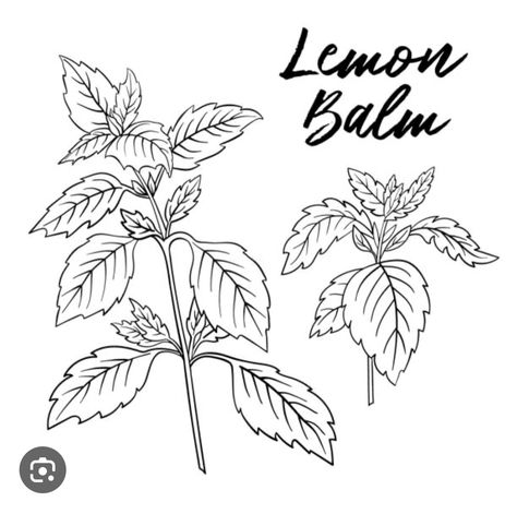 Lemon Balm, Food Illustrations, The Balm, Lemon, Illustrations, Tattoos