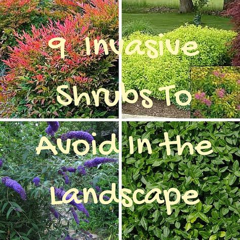 9 Invasive Shrubs to Avoid in the Landscape – EARTHeim Landscape Design Lexington Kentucky Native Landscape Design, Foundation Plants, Spirea Bush, Spirea Shrub, Staining Concrete, Pergola Design Ideas, Pollinator Garden Design, Native Plant Landscape, Landscaping Shrubs