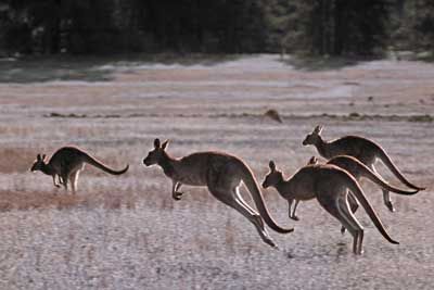 Mob of kangaroos: baby ~ Joey Kangaroo Jumping, Australia Continent, Kangaroo Jumps, Back From The Brink, Baby Joey, Literature Lessons, Land Animals, Sing Song, American Alligator