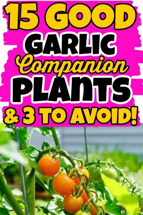 Did you know that companion planting can improve your garlic harvest? Discover the best companion plants to grow alongside garlic for a successful garden! #companionplanting #gardening Garlic Companion Planting, Garlic Companion Plants, Garden Placement, Cucumber Companion Plants, Tomatillo Plant, Garlic Harvest, Cauliflower Plant, Best Companion Plants, Harvesting Garlic