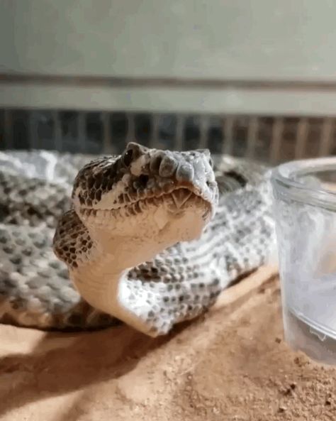 Snake re-adjusting it’s jaw after dislocation. Snake Gif, Cute Reptiles, Cute Snake, Reptile Snakes, Beautiful Cats, Animals Friends, Animal Gifs, Funny Animal Videos, Snakes