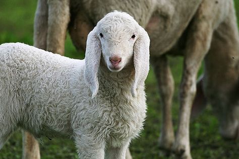 Lamb | Flickr - beautiful animal! Sheep Ears, The Shepherd, Animal House, Adorable Animals, Farm Life, Animals Beautiful, Farm Animals, Drawing Ideas, Animals Wild