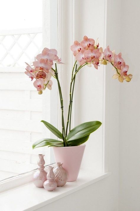 Plants Indoor Design, Orchid Flower Arrangements, Orchid Centerpieces, Trendy Plants, Orchid Arrangements, Indoor Design, Best Indoor Plants, Plant Photography, Plant Wallpaper