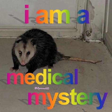 Possum Memes, Raccoon Memes, Chronic Illness Humor, Illness Humor, Awesome Possum, Trash Panda, Reaction Images, Racoon, Reaction Memes