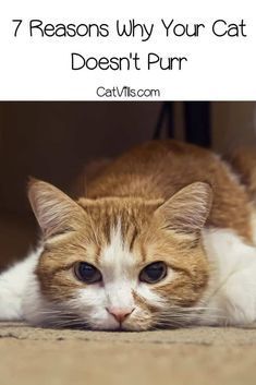 7 Reasons Why Your Cat Doesn’t Purr Cat Skin Problems, Why Do Cats Purr, Cat Behavior Problems, Cat Medicine, Kitten Training, Cat Health Problems, Colorful Hairstyles, Cat Skin, Cat Exercise