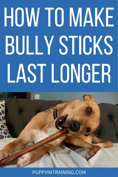 How To Make Bully Sticks Last Longer - Bully sticks are long lasting but expensive. Have you ever wondered how to make a bully stick last longer? Today's article will covers how to extend the life or a bully stick. Bully Sticks For Dogs, Dog Skin Allergies, New Puppy Checklist, Best Treats For Dogs, Medication For Dogs, Pig Ears, Bully Sticks, Raw Dog Food Recipes, Dog Allergies