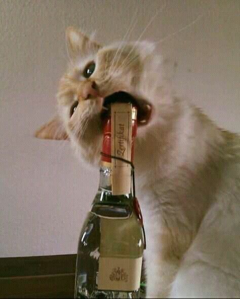 Drunk Cat, Cat Wine, Ninja Cats, Cats Pictures, Silly Cats Pictures, Cat Meme, Girls Collection, Silly Cats, Kitty Cat