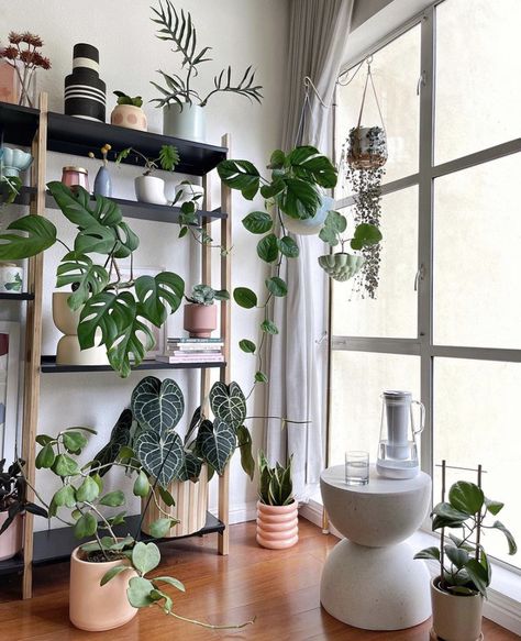 Plants Shelf, Plant Shelves, Wall Shelf, Bathrooms, Shelves, Plants, Wall