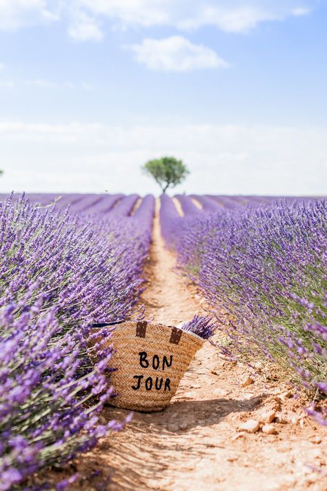 Lavender Drink, Provence Lavender, Lavender Field, Lavender Farm, Lovely Lavender, France Art, French Lavender, Provence France, Lavender Fields