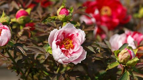 Peony Care Tips, Cut Flower Arrangements, Itoh Peony, Perennial Garden Plans, Peony Care, Itoh Peonies, Garden Plans, Peonies Garden, Perennial Garden