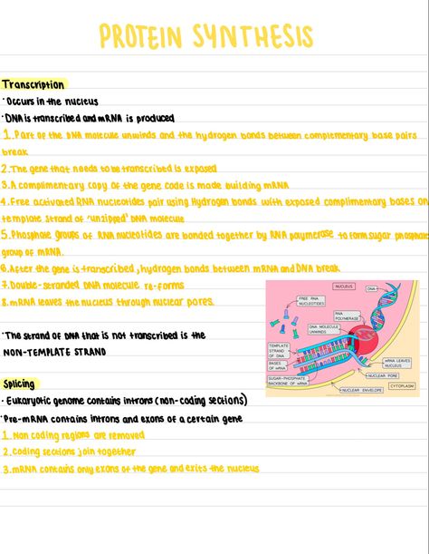 Transcription And Translation Biology, Transcription Notes Biology, Translation And Transcription, Transcription And Translation Notes, Transcription Biology, Protein Synthesis Notes, Transcription Notes, Translation Biology, Dna Transcription And Translation