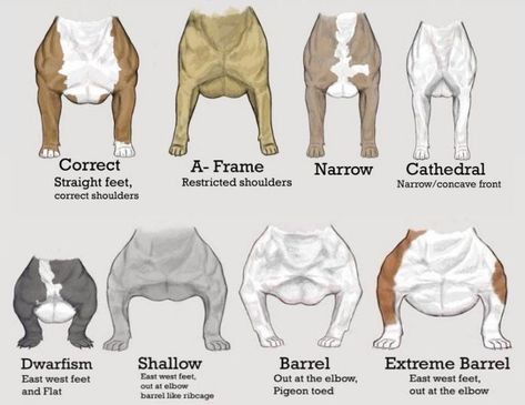 Pitbull Pups, American Bully Kennels, Bully Game, Bully Pitbull, Pitbull Dogs, Bully Dogs, Bully Breeds Dogs, Dog Anatomy, American Pitbull