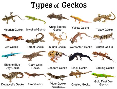 What is a gecko, habitat, what does it eat, where does it live, can it change color, how long does it live, facts and pictures Lizard Types, Fat Tailed Gecko, Gecko Terrarium, Veiled Chameleon, Horned Lizard, Cute Gecko, Green Iguana, Reptile Room, Cute Reptiles