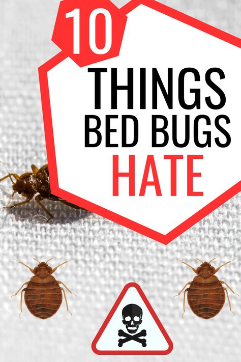 Natural Bed Bug Repellent, Bed Bug Repellent, Natural Ant Killer, Bed Bugs Essential Oils, What Kills Bed Bugs, Bed Bug Remedies, Insect Repellent Essential Oils, Bed Bug Trap, Cleaning Apartment