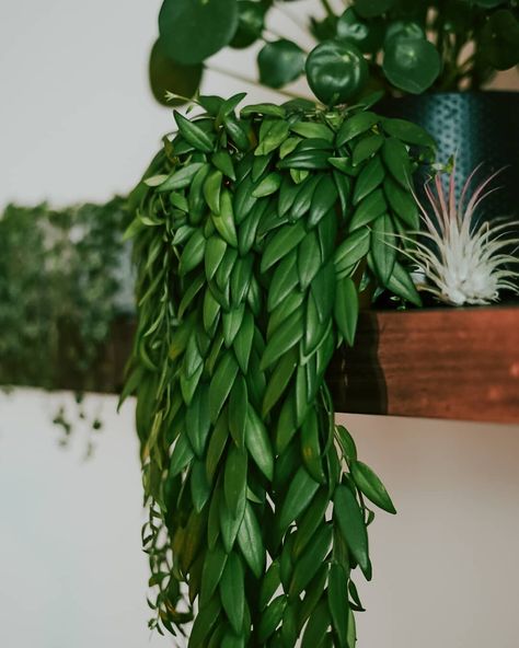 This is an Aeschynanthus 'Japhrolepis', a kind of lipstick plant, but with much finer leaves. Grows crazy fast and isn't that hard to care… Lipstick Plant, Plant Goals, Plant Ideas, Indoor Gardens, Plant Aesthetic, House Plants Decor, Garden Designs, House Plants Indoor, Pretty Plants