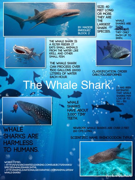 Whale Shark - Maddie Enriquez Block: 2 Whale Shark Information, Whale Shark Wednesday, Whale Shark Facts, Shark Meaning, Shark Information, Oceanography Marine Biology, Ocean Life Photography, Whale Facts, Save The Sharks