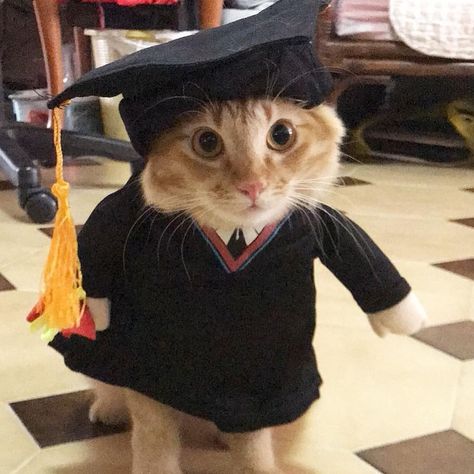 Graduation Cat Memes, Cat With Graduation Cap, Cat Graduation Pictures, Pfps For School, Cat At School, School Profile Picture, Studious Cat, Cat Studying, College Cat