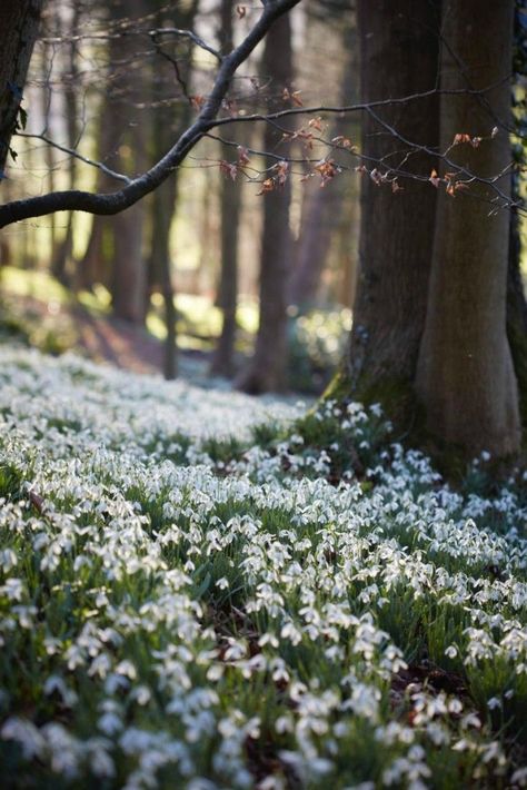 Garden Visit: Snowdrop Season at Painswick Rococo Garden Rococo Garden, Tiny White Flowers, Acrylic Landscape, Landscape Edging, Spring Nature, Spring Aesthetic, Alam Yang Indah, Nature Aesthetic, Rococo