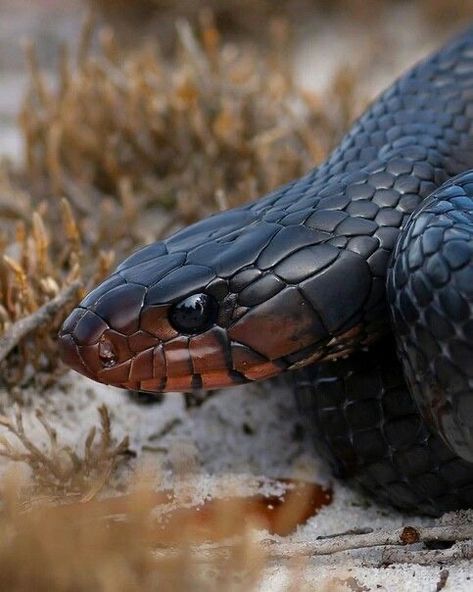 Eastern Indigo Snake, Gopher Snake, Bull Snake, Indigo Snake, Medusa Snake, Snake Photos, Pretty Snakes, Snake Wallpaper, Snake Venom